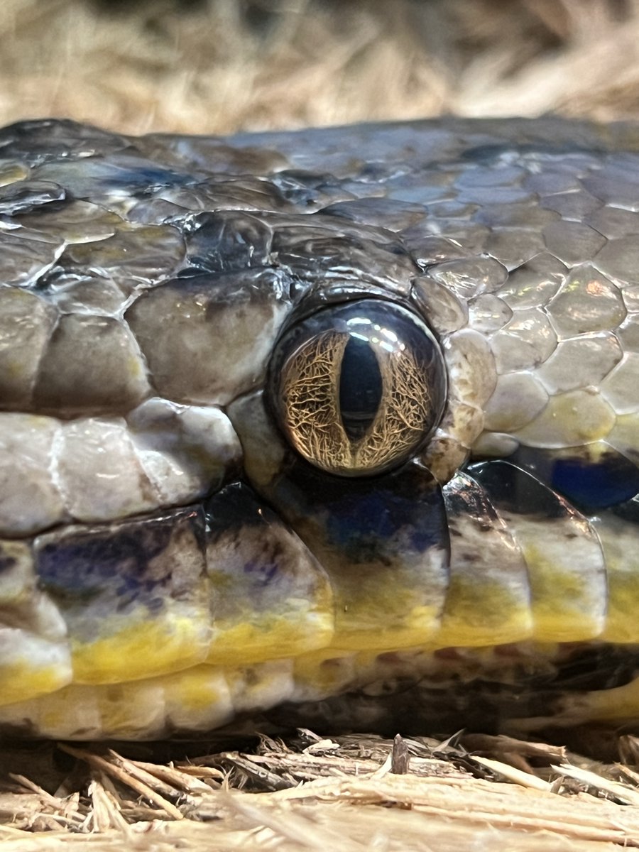 “Beauty is in the eye of the beholder.” AIP graduate Lara Vezard '24 of Edison, NJ, captured this photo while looking at enclosures designed for different reptiles in the Bronx Zoo Reptile House &amp; won for best "Up Close and Personal - in the U.S." image in our 2024 photo contest.