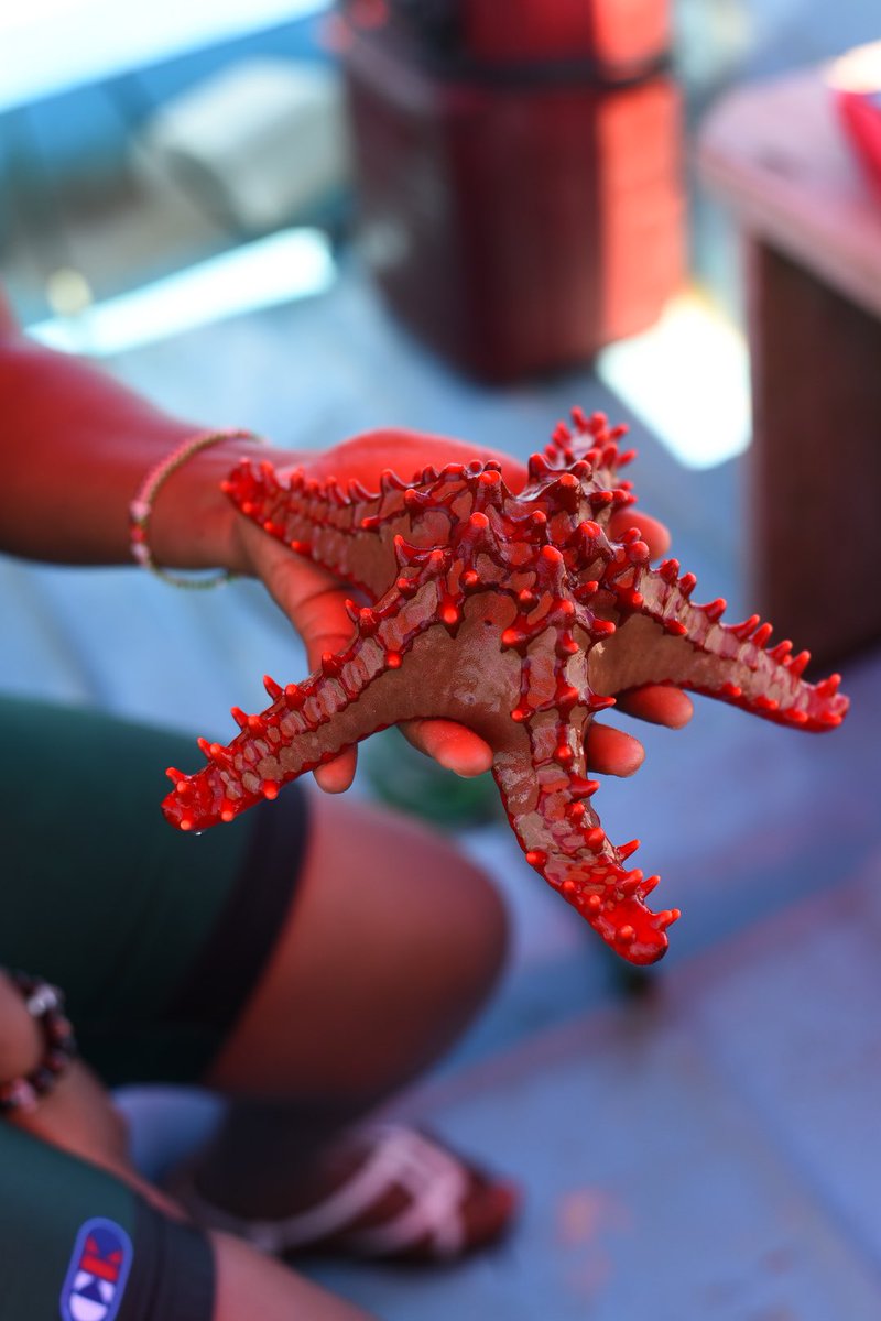 AyoubViolet's tweet photo. Star Fish … @MatemweBeach https://t.co/EVMzBKscMo