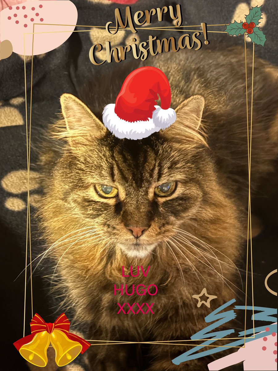 😺😺🎄🎄🌲🌲🎁🎁☃️☃️#Christmas2024 #CatsOfTwitter #CatsOfX #Christmascat #SANTACAT