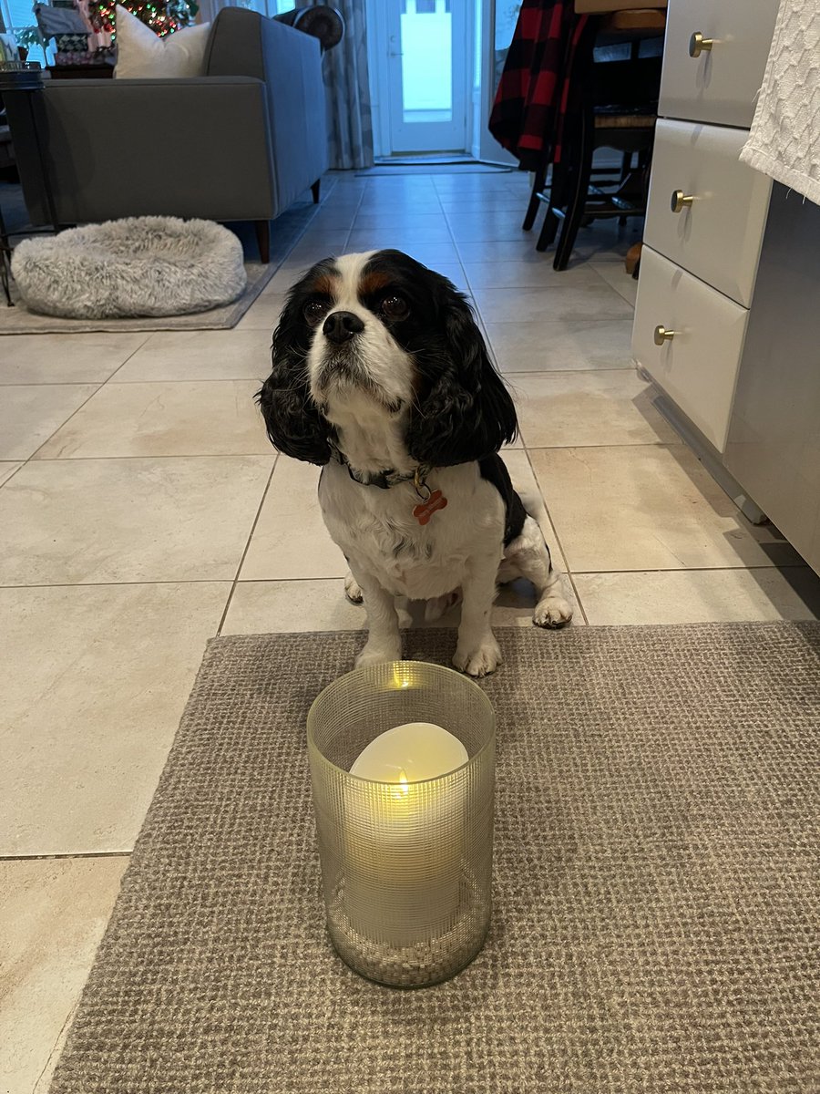 Zunostar61's tweet photo. #RememberingPL @LeahPaws HW never met the Princess, but followed her adventures and leadership of #cavpack. We wish you a safe journey over the Rainbow 🌈 bridge https://t.co/Ulicmis2Jz