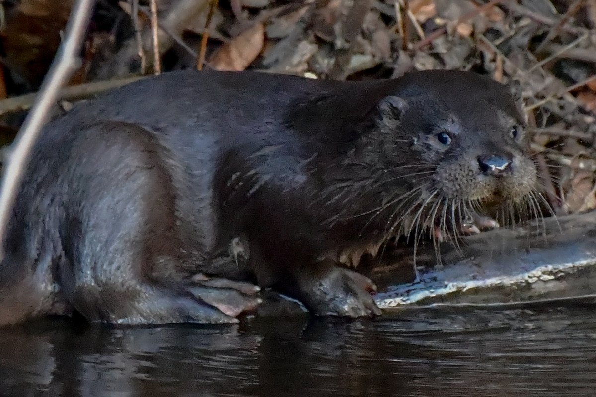 Edinburgh NATURE tweet media