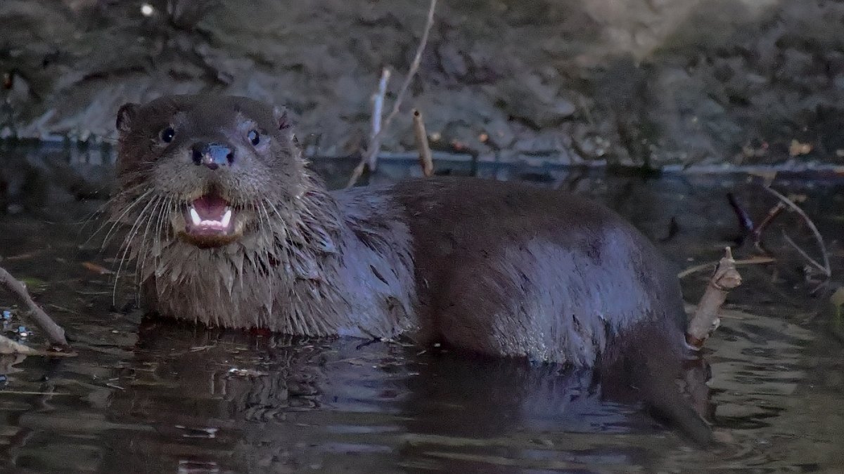 Edinburgh NATURE tweet media