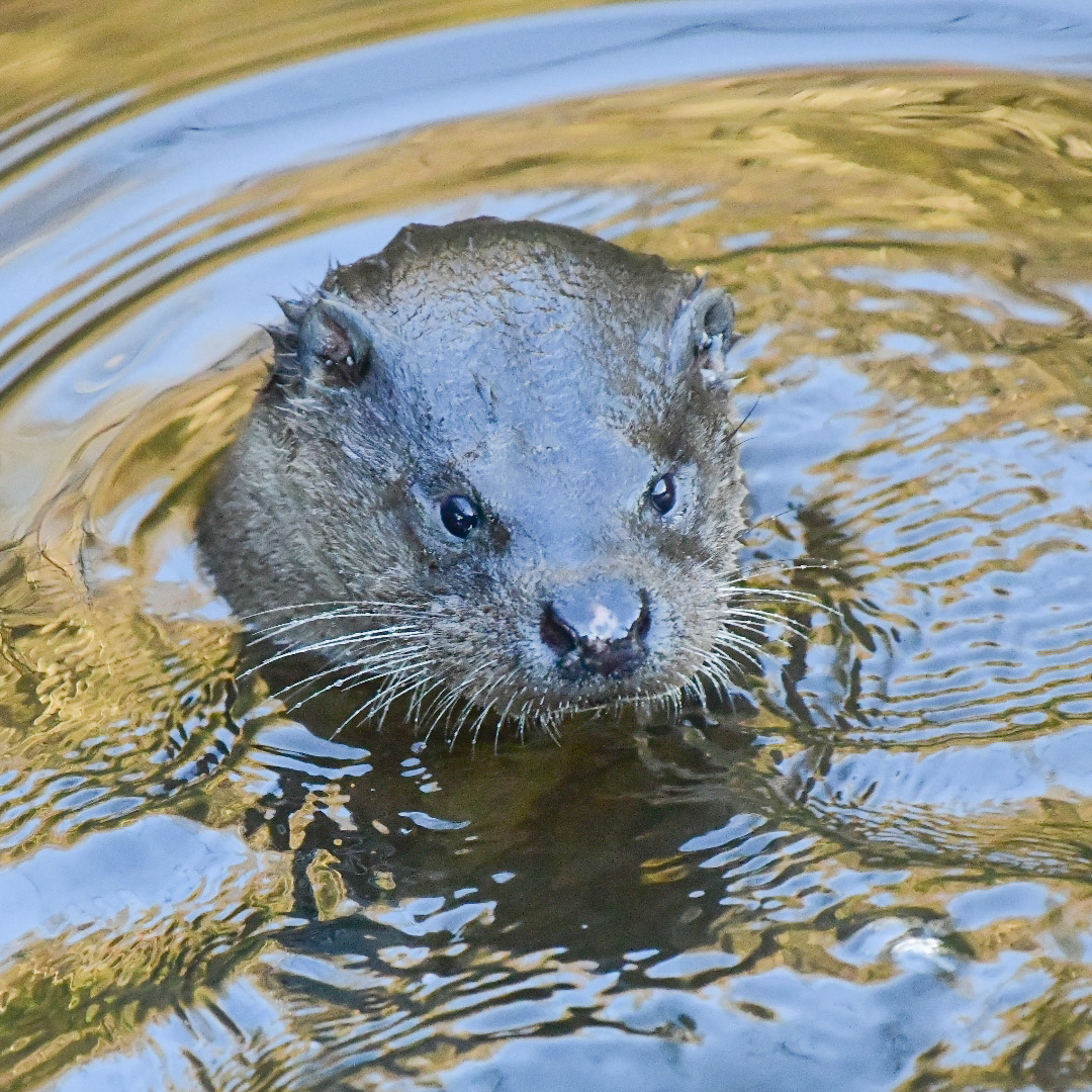 Edinburgh NATURE tweet media