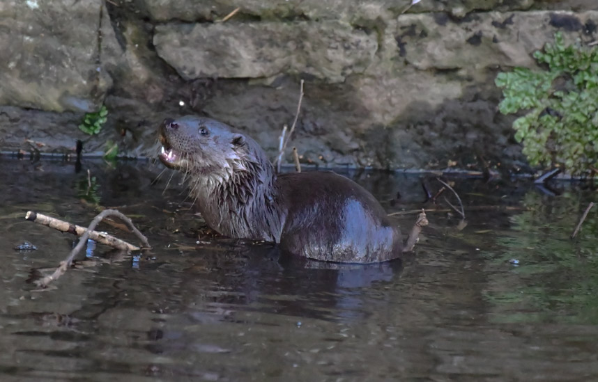 Edinburgh NATURE tweet media