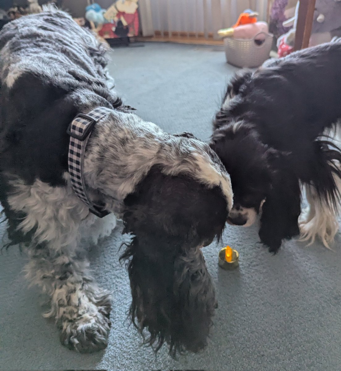 ms_spaniel's tweet photo. #cavpack @LeahPaws
#RememberingPL
Sending love to you and your family and everyone who loves you Princess Leah, as you join the rainbow pack. https://t.co/bDsjFr1i14
