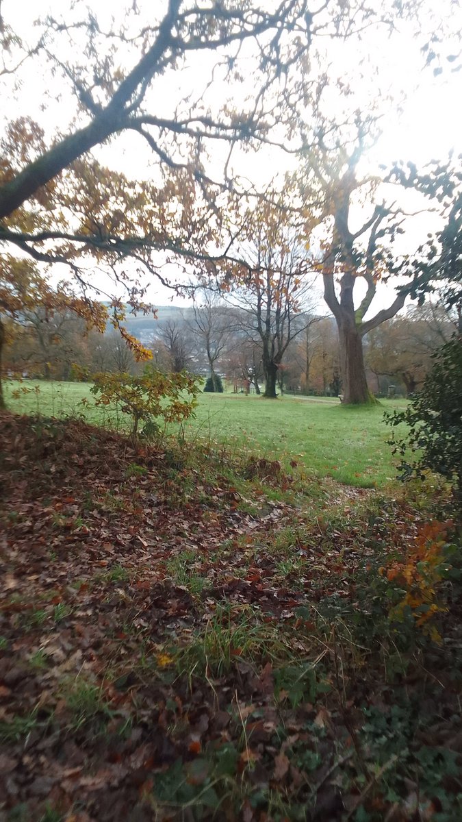 SusanTo16858068's tweet photo. A walk in the woods. https://t.co/KZVKKJyGud