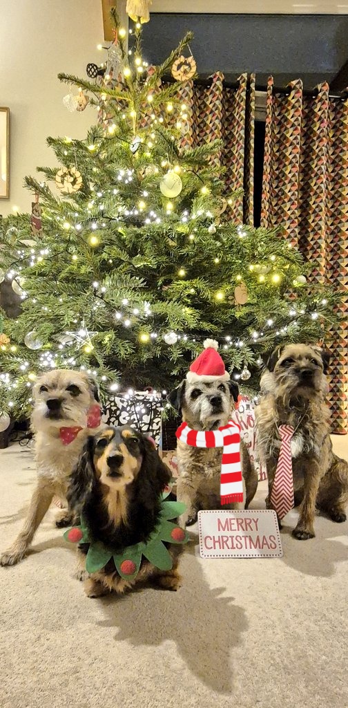 #BTPosse #HappyChristmas2024 #dogsofX #DogsOfChristmas No cards dis year SO we iz roped in to make dis e-card to wish you all, owah luffly pals &amp; equally luffly hoomz, the happiest of Christmases.  If yoo is sad, we kno' , we are a bit too but we hope you find a chink of light 🌟