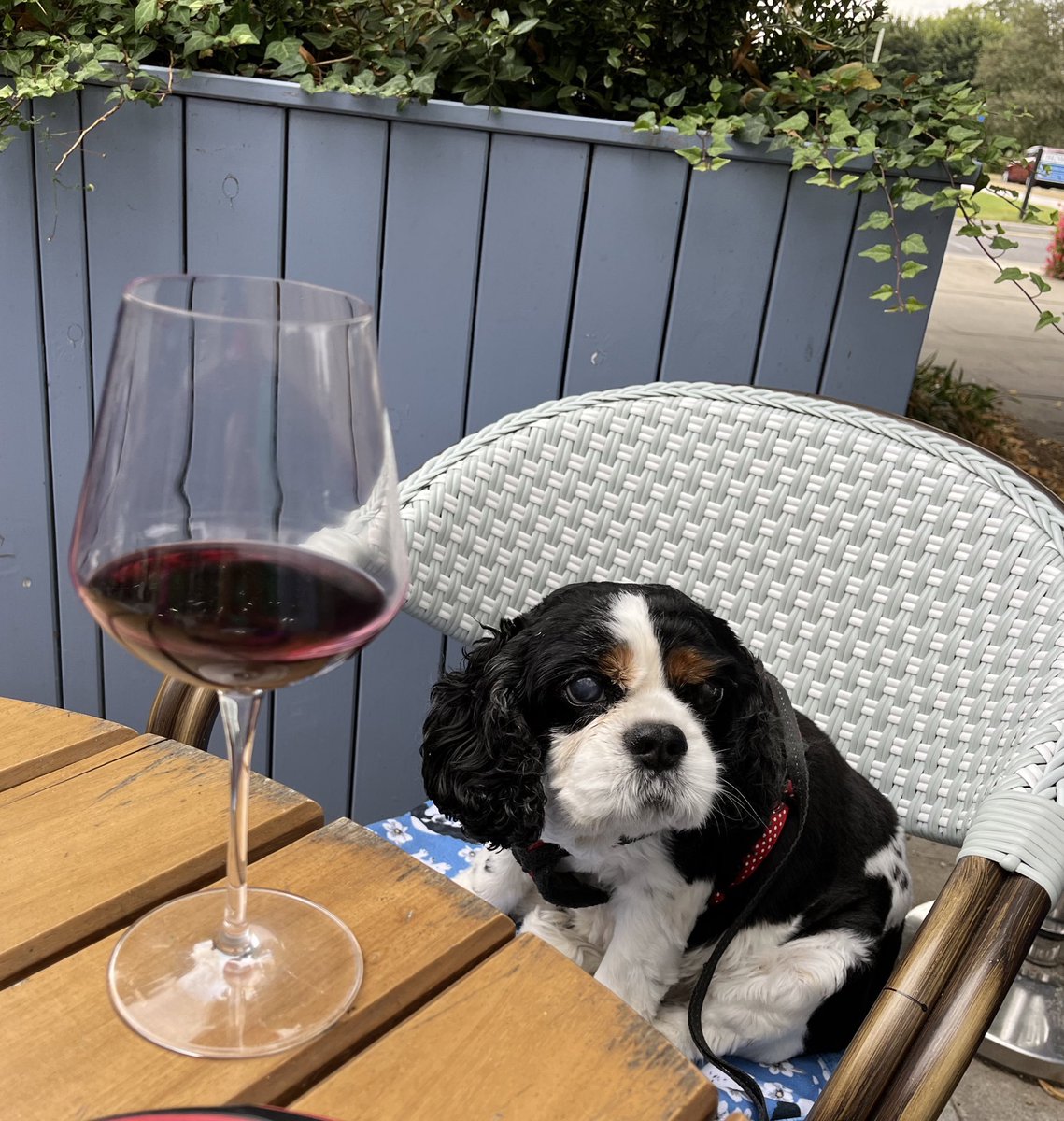 CavalierDexter's tweet photo. @LeahPaws #RememberingPL I loved seeing your adventures & all the paws you met along the way Princess Leah. From pubbios to Castles to crispy white sheets to even meeting my Dad! What an honor, a true charmer 🥰🥰 Thank you for being you PL. Til we meet again😘😘 #cavpack https://t.co/qeJYTW6WvX