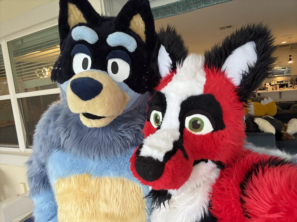 NeilPVoiceover's tweet photo. I was.just enjoying the party villa this weekend and look who showed up!
Itโs BANDIT!
@DadHeeler #fursuit #codereddewroo #sodaroo https://t.co/GQfOGEndId