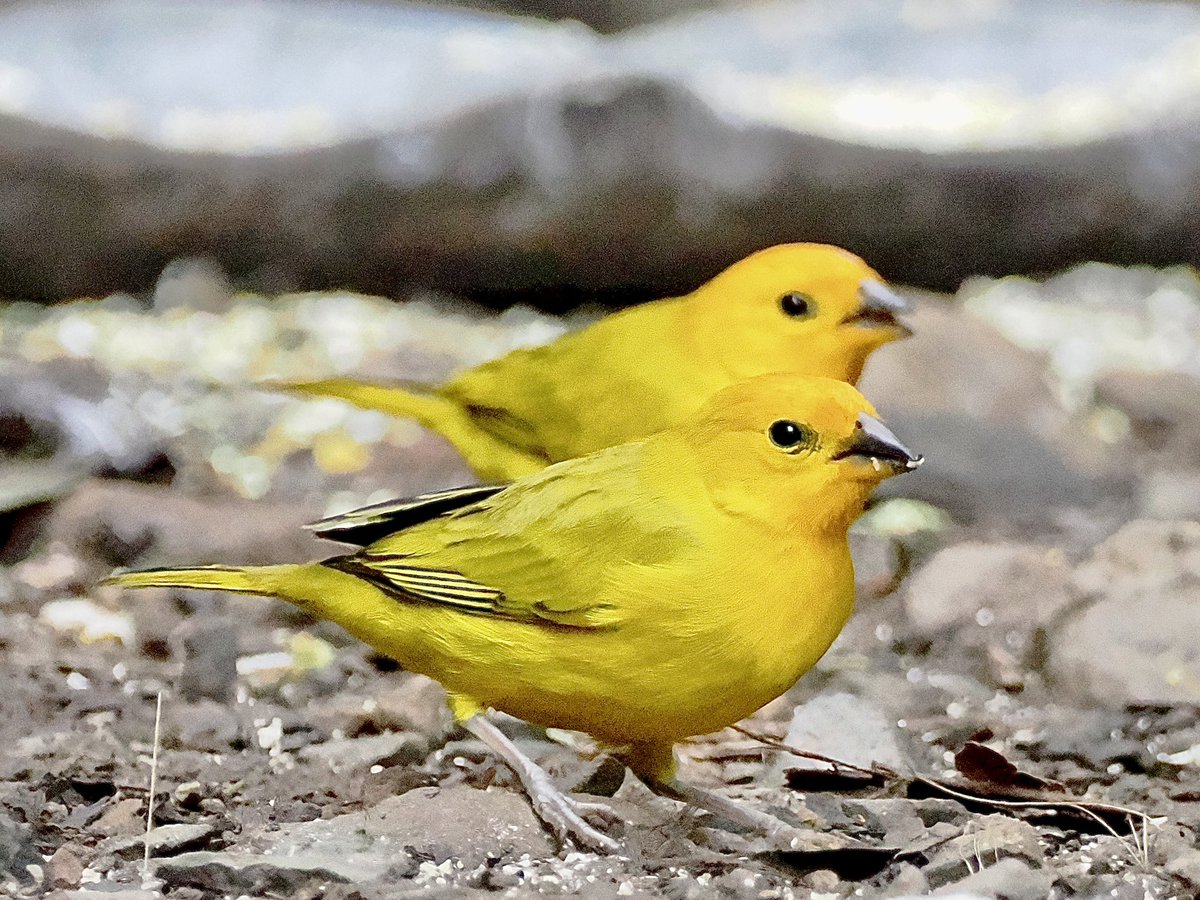 koolshark2's tweet photo. #saffronfinch #lifer: double happiness. A #finch of the cloud forest #Colombia... starting 2025, I have decided to post solely on Instagram. Same handle @koolshark2. https://t.co/7TpXTO5oXh