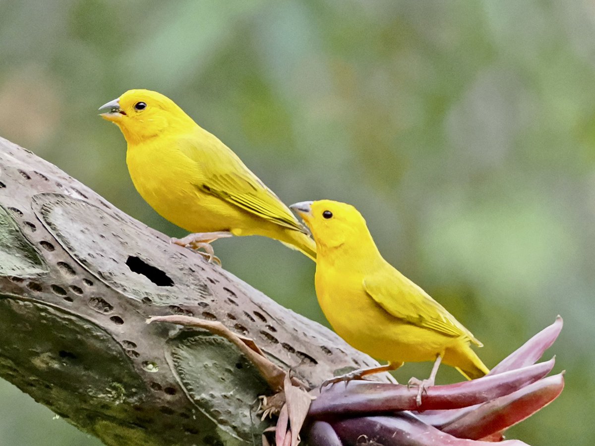 koolshark2's tweet photo. #saffronfinch #lifer: double happiness. A #finch of the cloud forest #Colombia... starting 2025, I have decided to post solely on Instagram. Same handle @koolshark2. https://t.co/7TpXTO5oXh