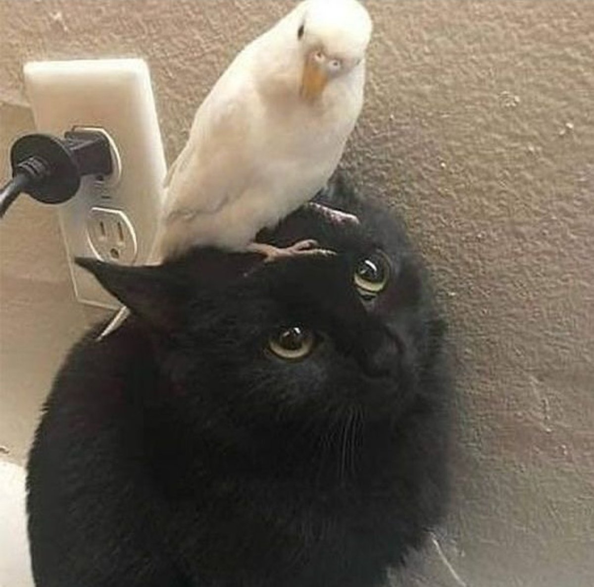 Cats Cure Depression tweet media