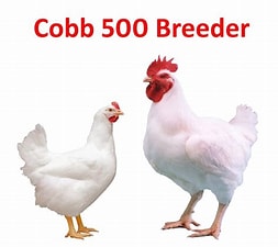 EugeneIradukund's tweet photo. Selected for breeder and broiler genetic excellence, the Cobb500 provides unparalleled sustainability and uniformity, exceptional feed efficiency and outstanding growth rate.
#FarmWithEugene
#FoodForAll
#AgrInfluenceRW https://t.co/VNPtKkSaoq