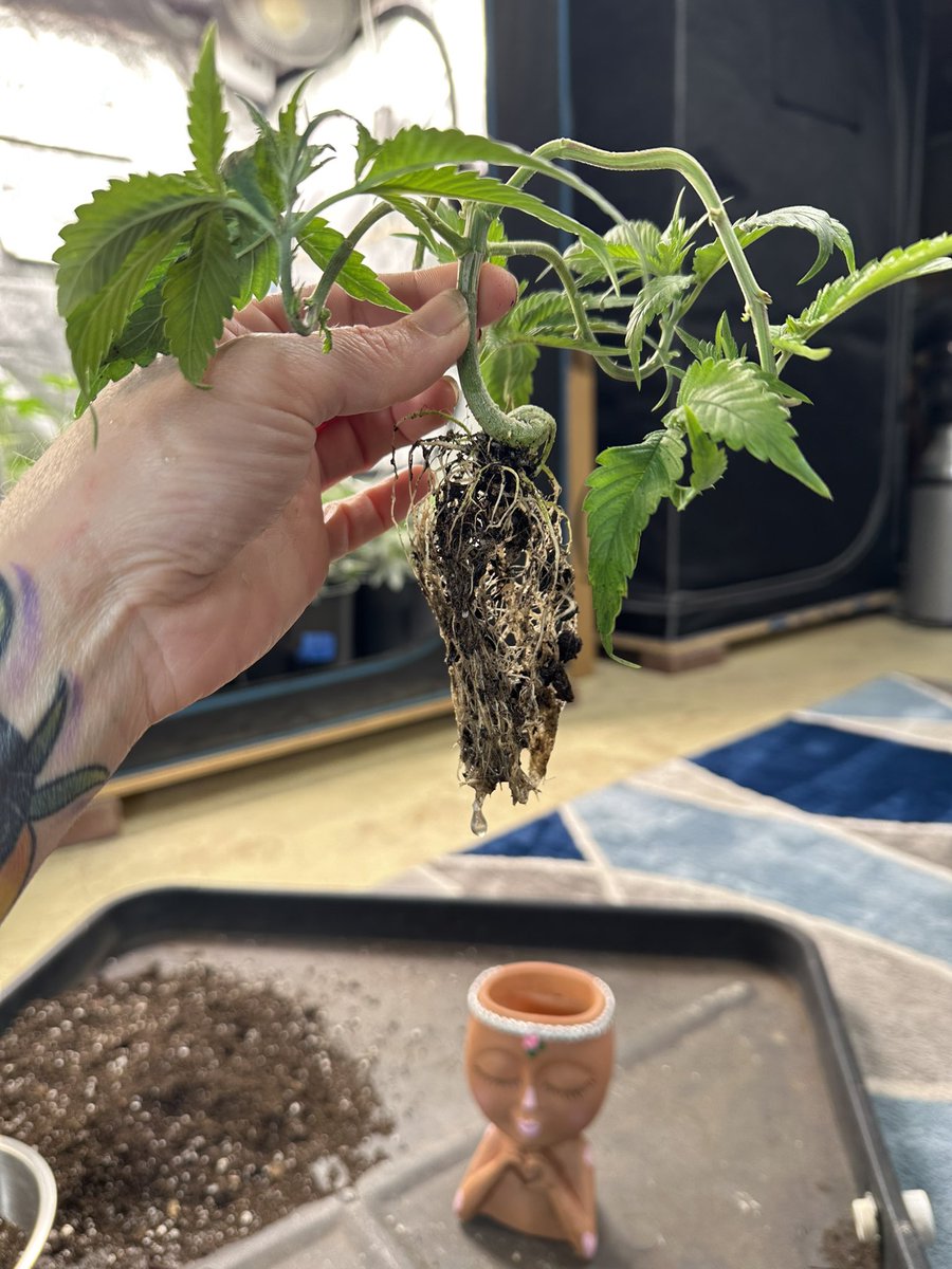 HighlyGanjanous's tweet photo. Before/after I cut my current bonsai’s roots off to be planted in a smaller container.
Took about a week for her to recover.
#bonsai
#cannabonsai
#rootpruning https://t.co/FwBGAje0Vm