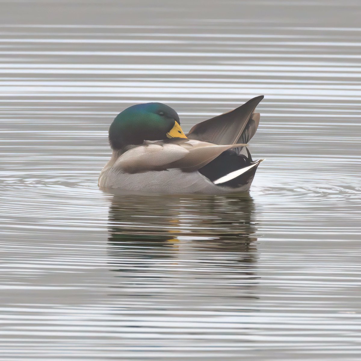 TonyShaneCrouch's tweet photo. Duck at local pond in Plano Texas https://t.co/ZA3CcT0vfA