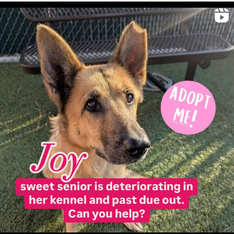 Maple 🐕 🎹 🎸 💙 tweet media