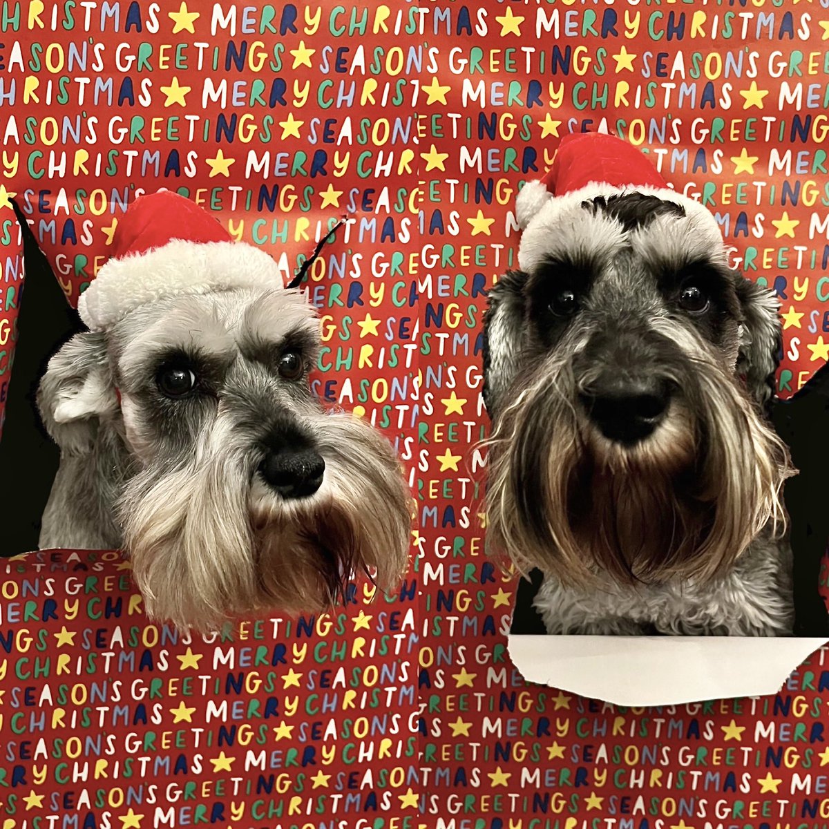 martyboi9's tweet photo. Merry Christmas from Maya &amp; Todd to all the lovely people on here 😊 https://t.co/OhtCdj2OHJ