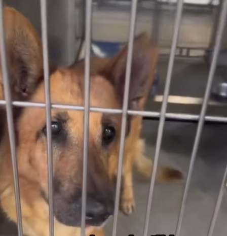 🆘💔🆘Please watch JOY's video in the attached post🙏Apparently she has not found a forever home yet because she does not show as well in her kennel at Downey #California ACC as she does in the yard.
So sweet. 10 yo 66 lbs. Reply here if you can foster🙏
info⬇️ #A5663283