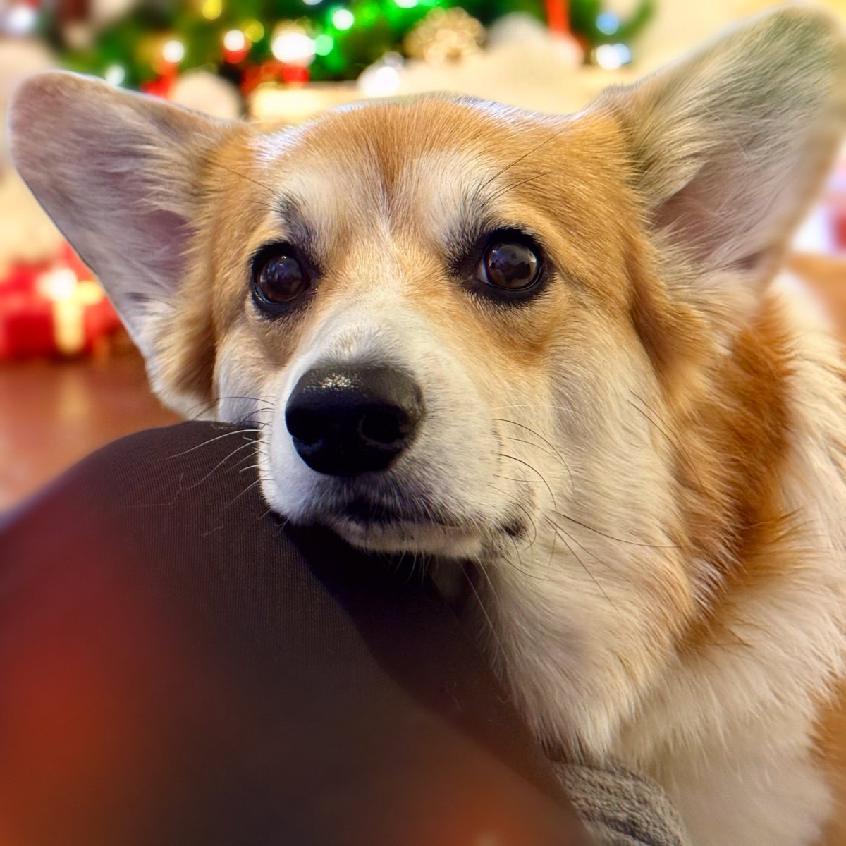 Just chilling waiting for 🎅 #corgipuppy