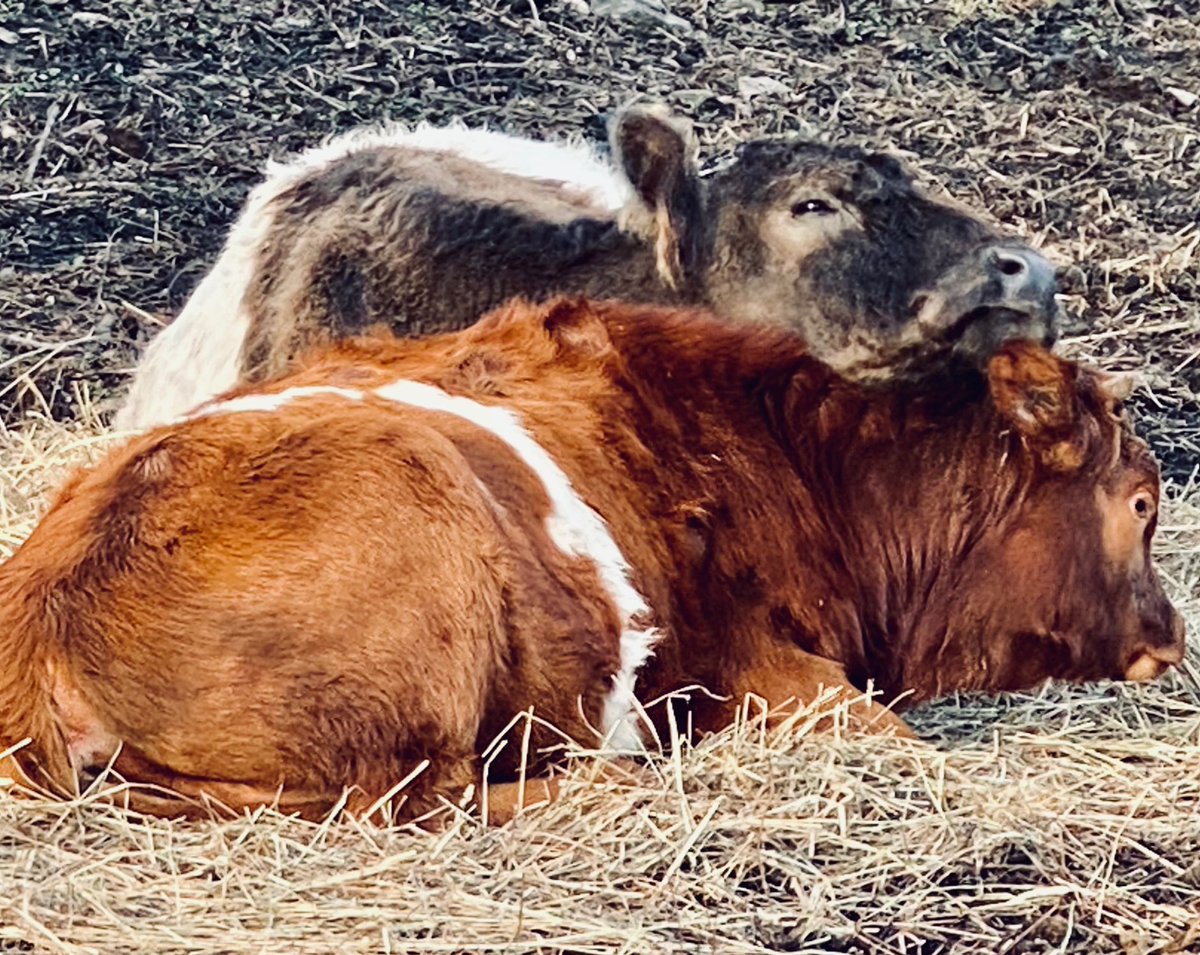 hawkridgefarm's tweet photo. Winter solstice snuggles #belties https://t.co/Aiw2OkNcHl