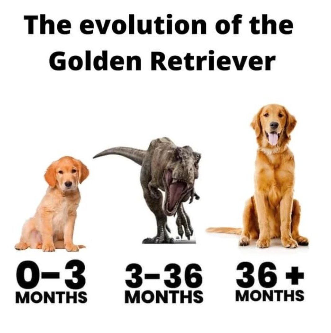 GoldretrieverUS's tweet photo. Know this doggo? Ever have one grow up in your homeπ±
#JustsayNO #Trainem
(DogjocksPhotos IG) https://t.co/ZkmVIaLIv8