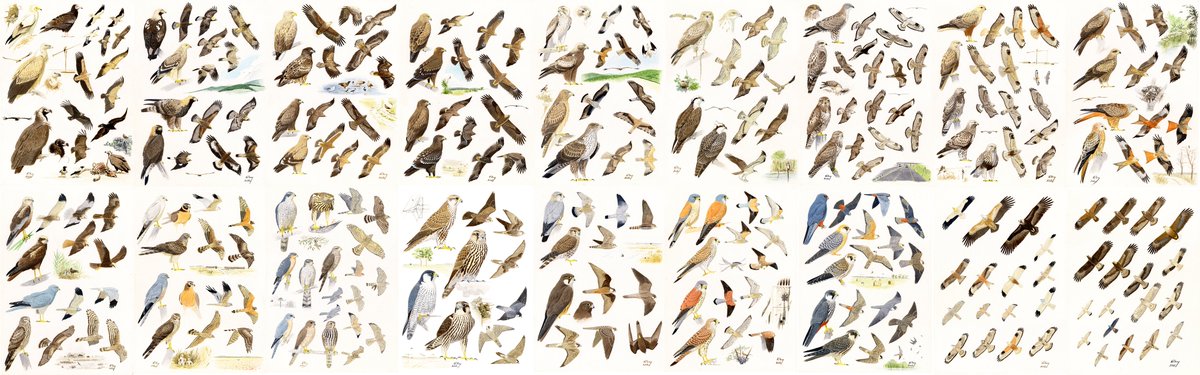 I've painted 18 bird of prey plates back in 2001-2003, that period when I became full-time illustrator. I have not seen them since then, I could scan them only now. I look at them with very critical eyes, but thought to share them here.