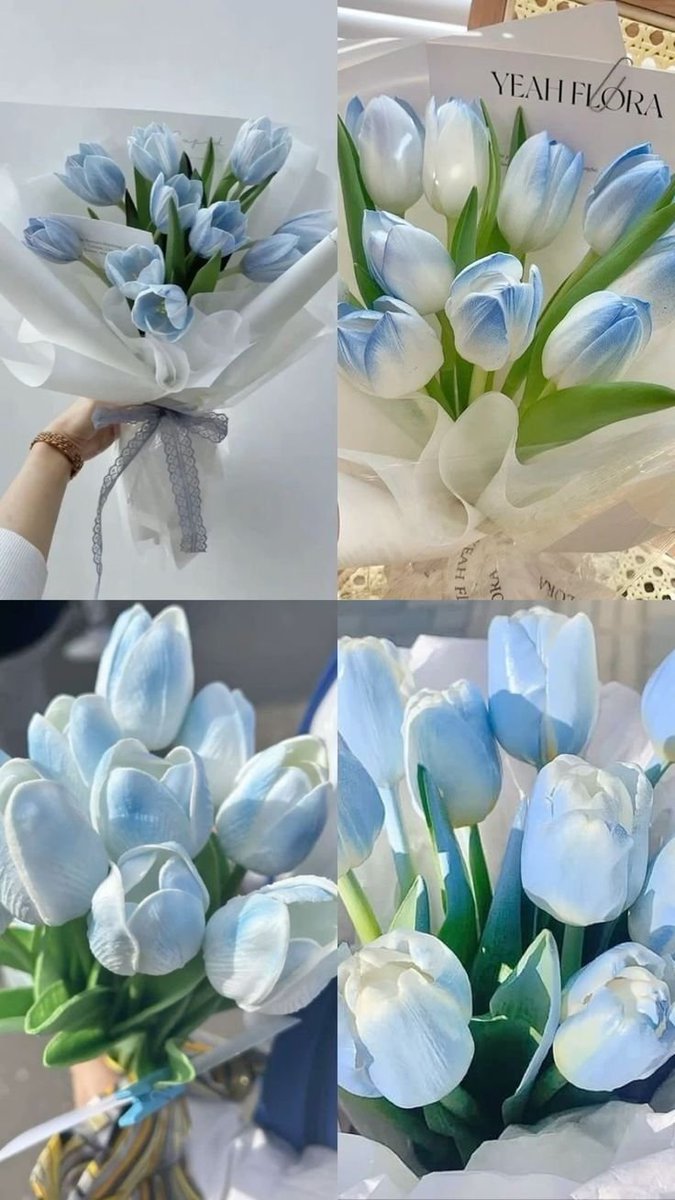 lavieestbelIe's tweet photo. Blue tulips https://t.co/84d9osKjZ1