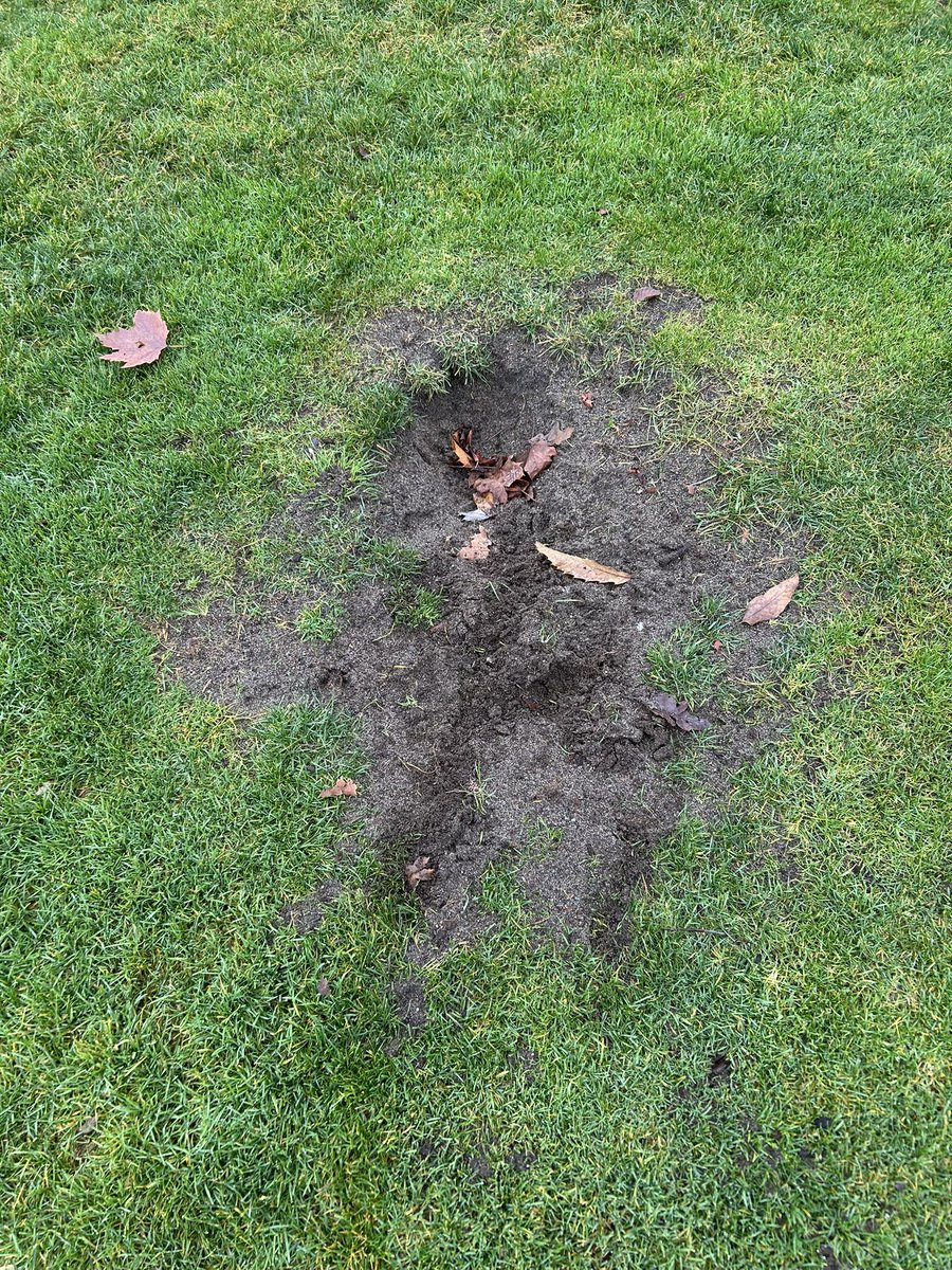 Chris Gailus tweet media