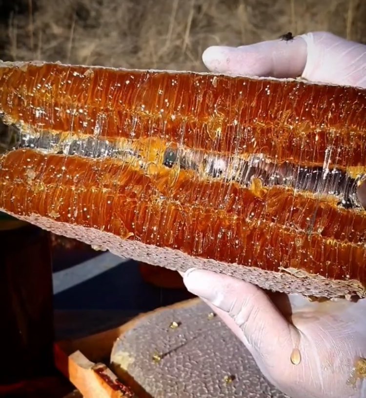 asmnatural's tweet photo. 2000 rakımlı Kelkit yaylasından karakovan petek balımız. Mumu tamamen arı yapar. Hiçbir suni yapay mum yoktur. Kekik, geven, hulus, goringe, süpürge çiçeği ve bir çok yayla çiçeği özünden oluşur. Teneke 1,3-1,5 kg arası gelir. #petekbal #karakovanbalı #çiçekbalı https://t.co/U8URGXd8SD
