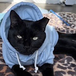 AdoptRescueCats's tweet image. #Modesto, CA (Transport Available): TOES (CP) is a handsome 4-year-old black polydactyl, meaning he has extra toes: 6 on each front paw &amp;amp; 5 on each back paw. Super sweet and affectionate... adoptrescuecatsinca.com 

#FIV #FIVcat #polydactyl #StanislausCounty #blackcats #cats