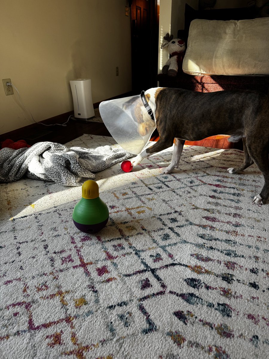 SeriouslySnofie's tweet photo. I learned about a thing called gravity today. It’s very hard to chew on a ball when you’re in a cone. It keeps rolling away 😤🤯 #ZSHQ 

@4NZKWxGator @ZombieSquadHQ https://t.co/Ujv2ZcPxhE