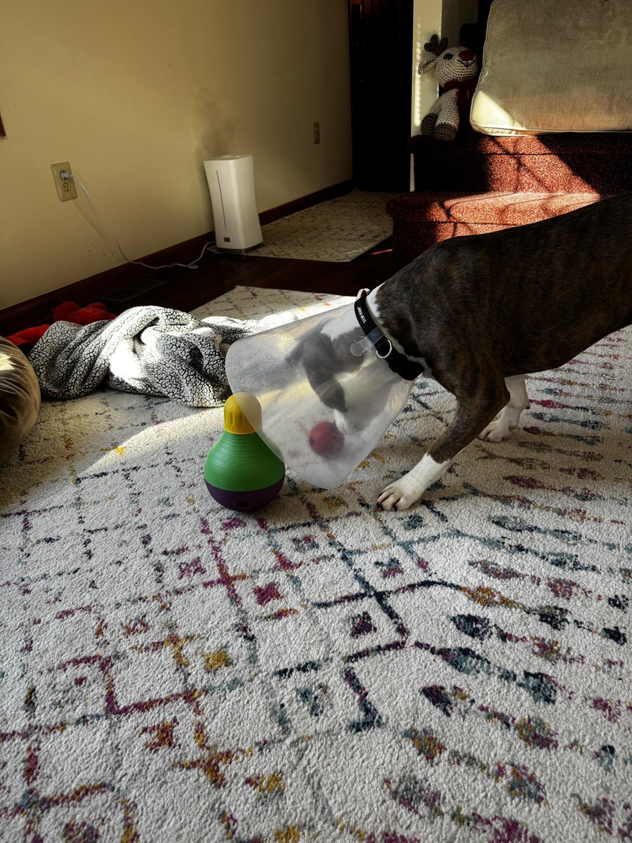 SeriouslySnofie's tweet photo. I learned about a thing called gravity today. It’s very hard to chew on a ball when you’re in a cone. It keeps rolling away 😤🤯 #ZSHQ 

@4NZKWxGator @ZombieSquadHQ https://t.co/Ujv2ZcPxhE