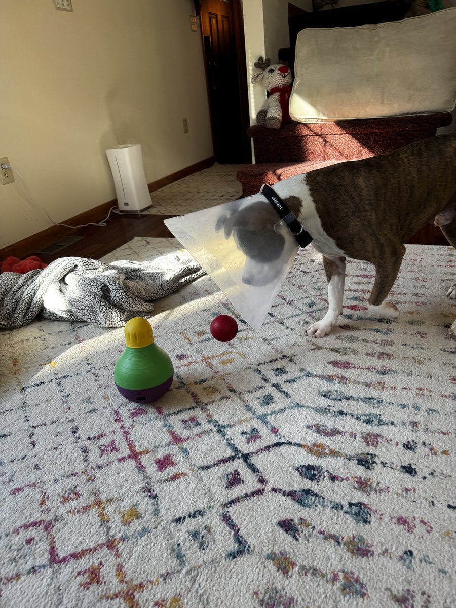 SeriouslySnofie's tweet photo. I learned about a thing called gravity today. It’s very hard to chew on a ball when you’re in a cone. It keeps rolling away 😤🤯 #ZSHQ 

@4NZKWxGator @ZombieSquadHQ https://t.co/Ujv2ZcPxhE