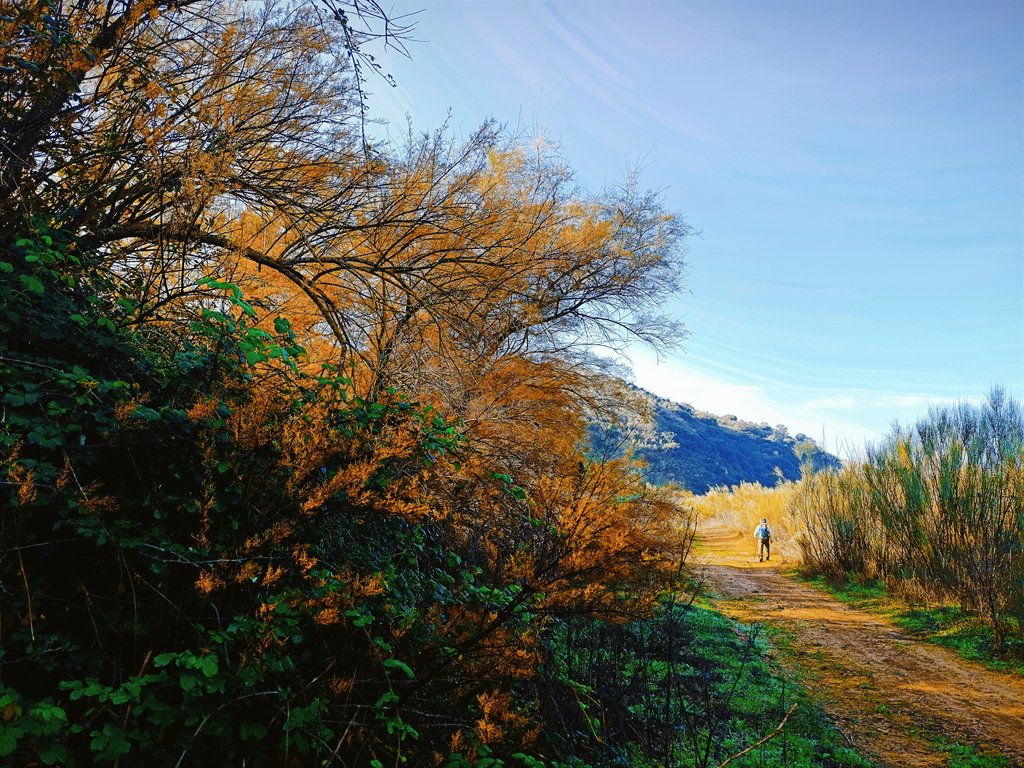El hechizo de las Sabinas.