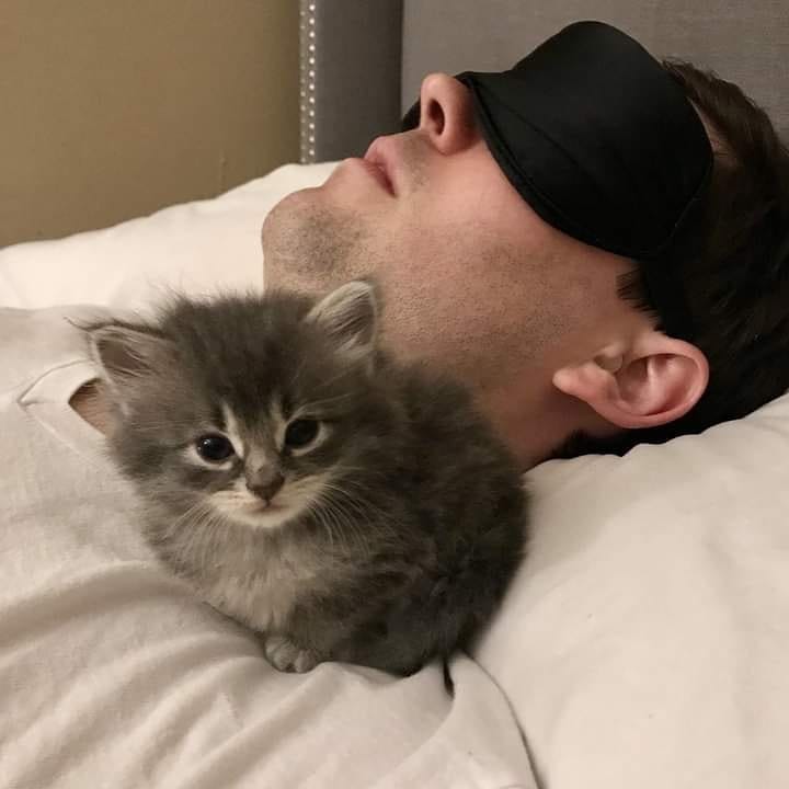 Punch Cat (@punchingcat) on Twitter photo 