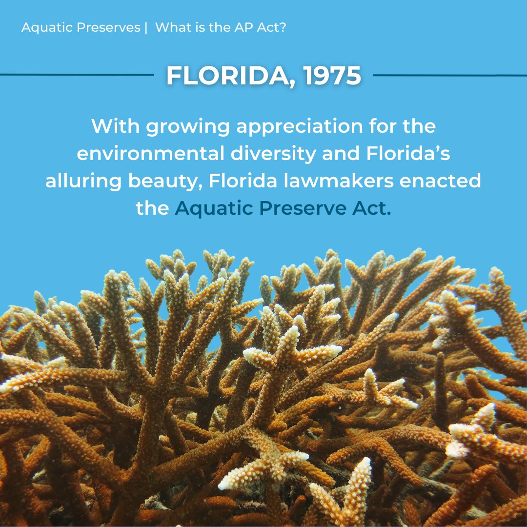 FLDEPNews's tweet photo. COMING SOON - January 1, 2025 marks the 50th anniversary of the Aquatic Preserve Act! 🩵
Find out why this milestone is key to protecting Florida’s natural aquatic resources. 🌊
Learn more here! 🔗
https://t.co/59cOBFnBXy
#FLDEP #AquaticPreserves #CelebrateAquaticConnection https://t.co/nosL2ujdaA