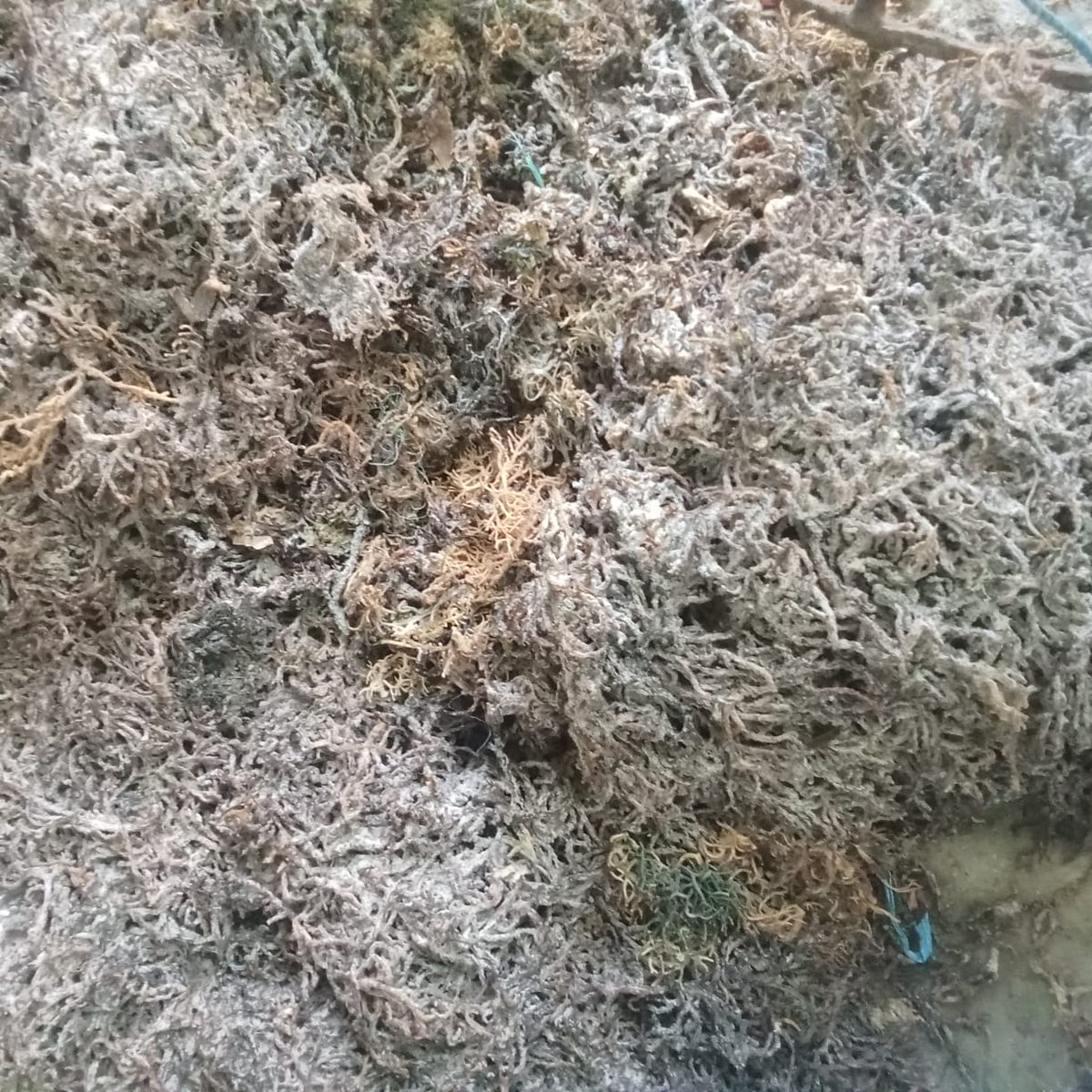 MaxieNinef's tweet photo. Senin (02/12), Maxianus C. H. Ninef, Luhkan Kab. Lembata, di Desa Wuakerong Kec. Nagawutung, Melaporkan produksi rumput laut kering bpk. Opu Tara sebanyak 2 ton kering, eucheuma cottonii, long line, harga Rp. 12000/kg. 
#panen 
#luhlapor 
#GiatLuhkanSatminkalGONDOL
#lembata https://t.co/vysi777Mwg