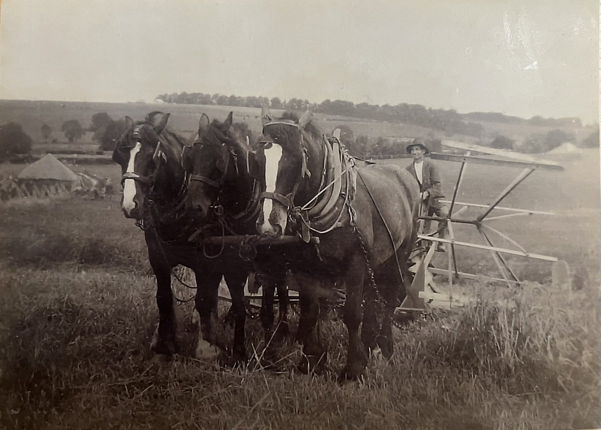 Just been given this wonderful photo of Gt Grandad busy with the 1930 harvest.