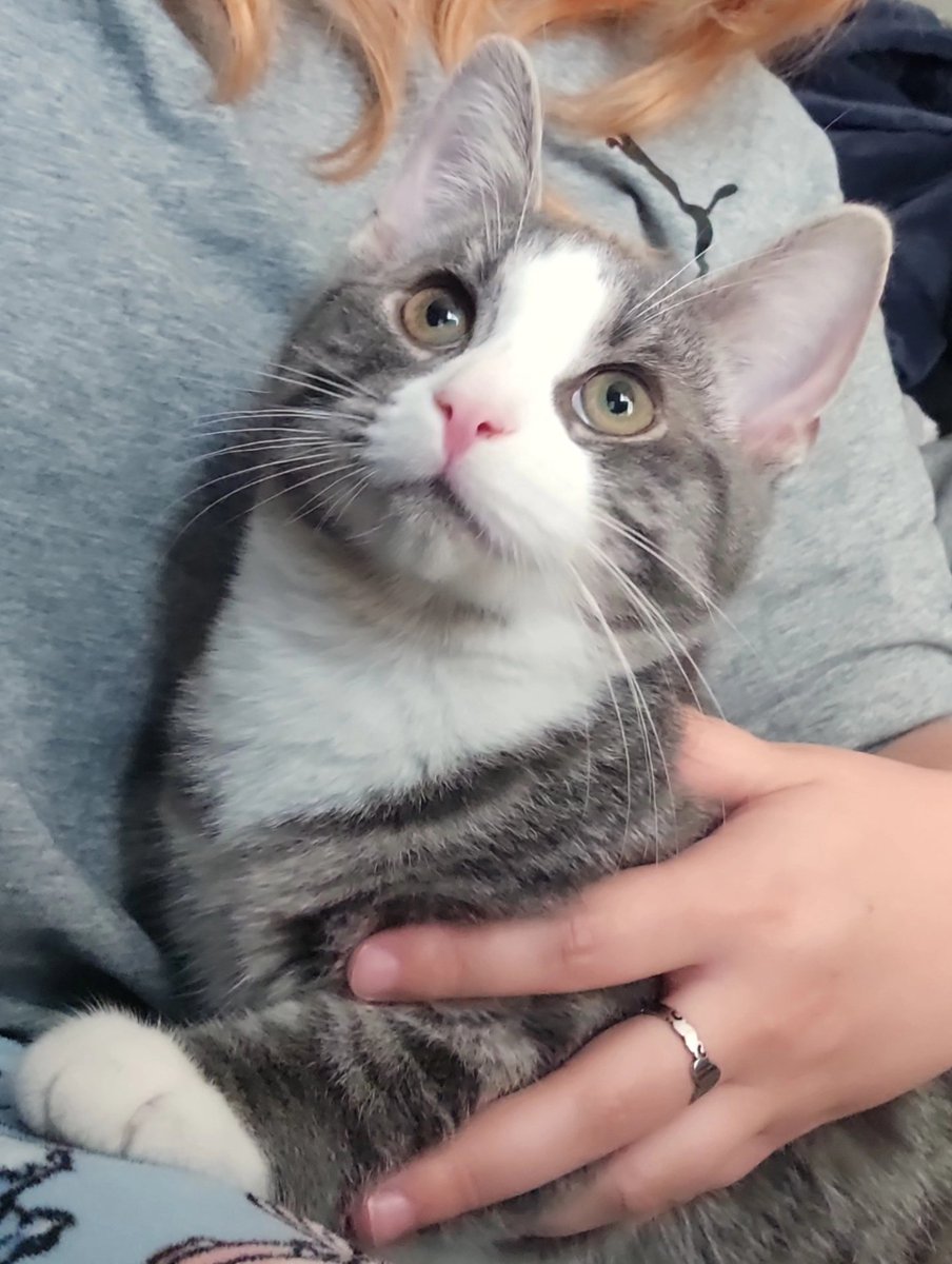 Mi pequeña familia gatuna.
Fluffy , Nemi y Bigotes 😊💚