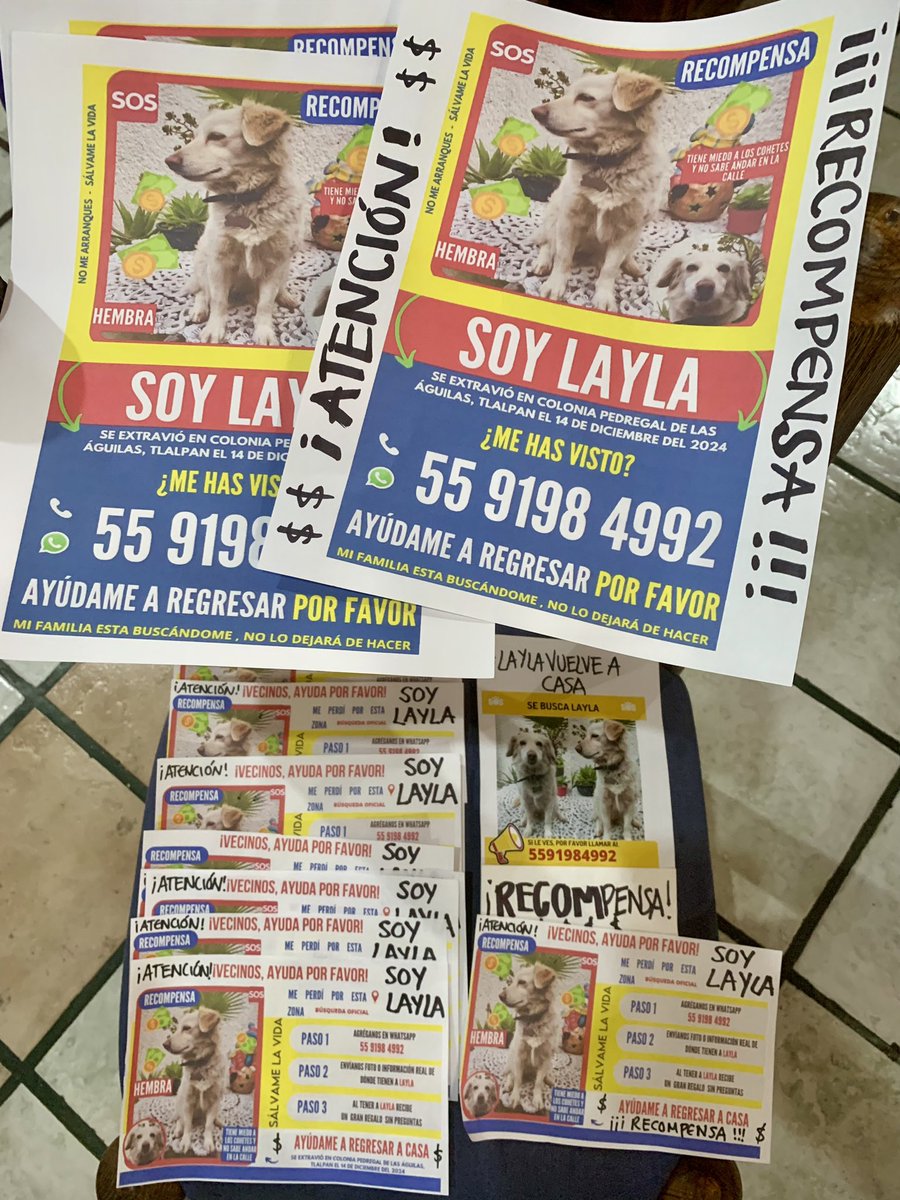 tagle_nat's tweet photo. Un día más de pegar letreros por zonas aledañas a tu hogar, un día más buscándote, mi Laylish. No perdemos la fe de que seas nuestro milagro navideño. Tienes ángeles cuidando tu regreso. 🐾🪽♥️ RT🙏🏼

@TlalpanVecinos @PrrosPerdidosMX @Perrosenlacalle @arireyes192 @RefugiOceaniCAN https://t.co/c4Ubd7NXKG