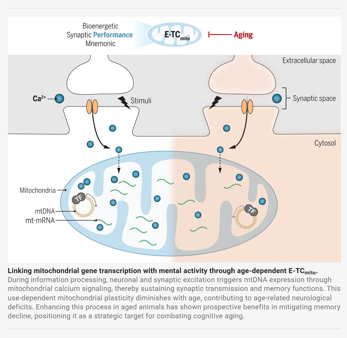 Catalina Vasilescu, PhD (@_cvasilescu) on Twitter photo Christmas is here with a new collection of papers on
#mitochondrialdisease!🎁
bims-mitdis 2024-12-22 papers
<a href="/Bims_BiomedNews/">Bims: Biomed News</a> <a href="/mitoscientist/">Keshav K Singh, PhD</a> <a href="/gavinmcstay2/">Gavin McStay</a> <a href="/Mito_News/">Mitochondria News</a> <a href="/MitoAging/">Mitochondria & Aging</a>
Boosting neuronal activity-driven mitochondrial DNA transcription improves cognition in aged mice Christmas is here with a new collection of papers on
#mitochondrialdisease!🎁
bims-mitdis 2024-12-22 papers
<a href="/Bims_BiomedNews/">Bims: Biomed News</a> <a href="/mitoscientist/">Keshav K Singh, PhD</a> <a href="/gavinmcstay2/">Gavin McStay</a> <a href="/Mito_News/">Mitochondria News</a> <a href="/MitoAging/">Mitochondria & Aging</a>
Boosting neuronal activity-driven mitochondrial DNA transcription improves cognition in aged mice