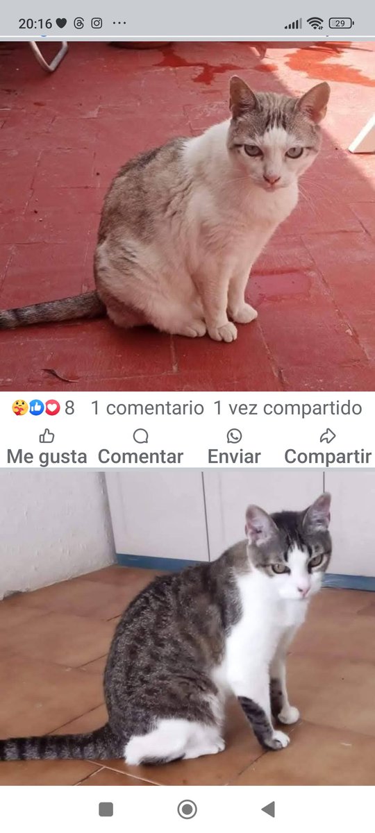 Copio :
DOS GATAS DE 20 AÑOS SE HAN QUEDADO SOLITAS PORQUE SU COMPAÑERO HUMANO HA FALLECIDO. 😞💔
¡¡¡ URGE HOGAR DE #ADOPCIÓN PARA ELLAS !!! 🙏🙏🙏. #VALENCIA.

Son muy buenas y se nota que lo echan de menos... Lo buscan.
Vamos a hacerlo por ellas y por él, que se desvivía por