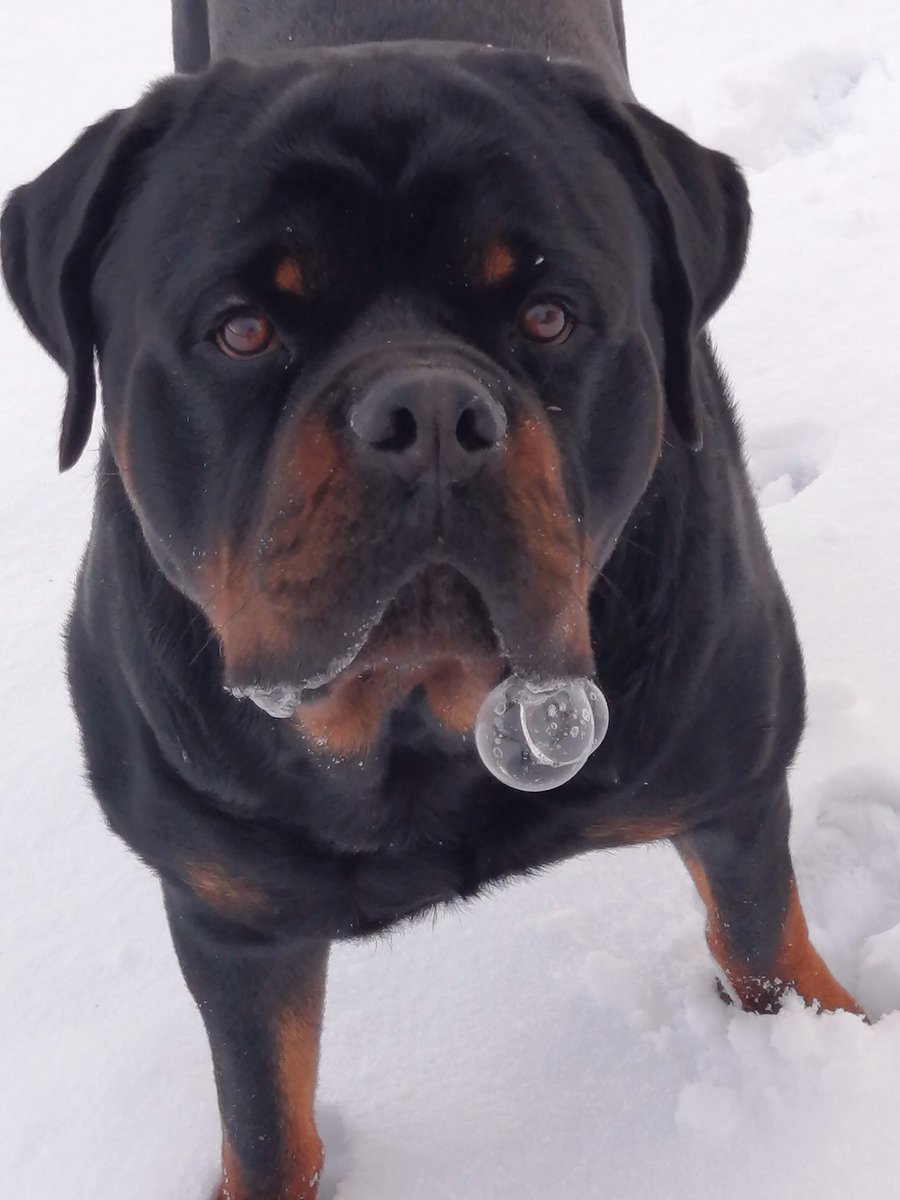 JamesLe28908935's tweet photo. I got everyone the most pawsome Christmas gift this year Hope you like it! It's Rottweiler Puppy Bubbles ๐ซงโ๏ธ๐ซงโ๏ธ๐ซง๐พ๐พ๐ฉต๐๐
๐๐ฆ#George #Rottweiler #Puppy #MerryChristmas2024 #dogsarefamily #magicalmoments #RottiClaus #Snowweiler https://t.co/3pOtRzsnnT