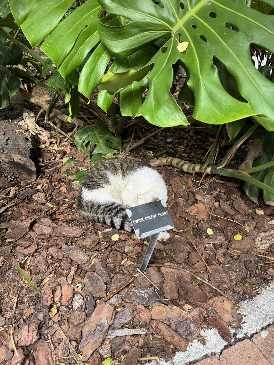 Don’t trust the signs at the Hemingway House.