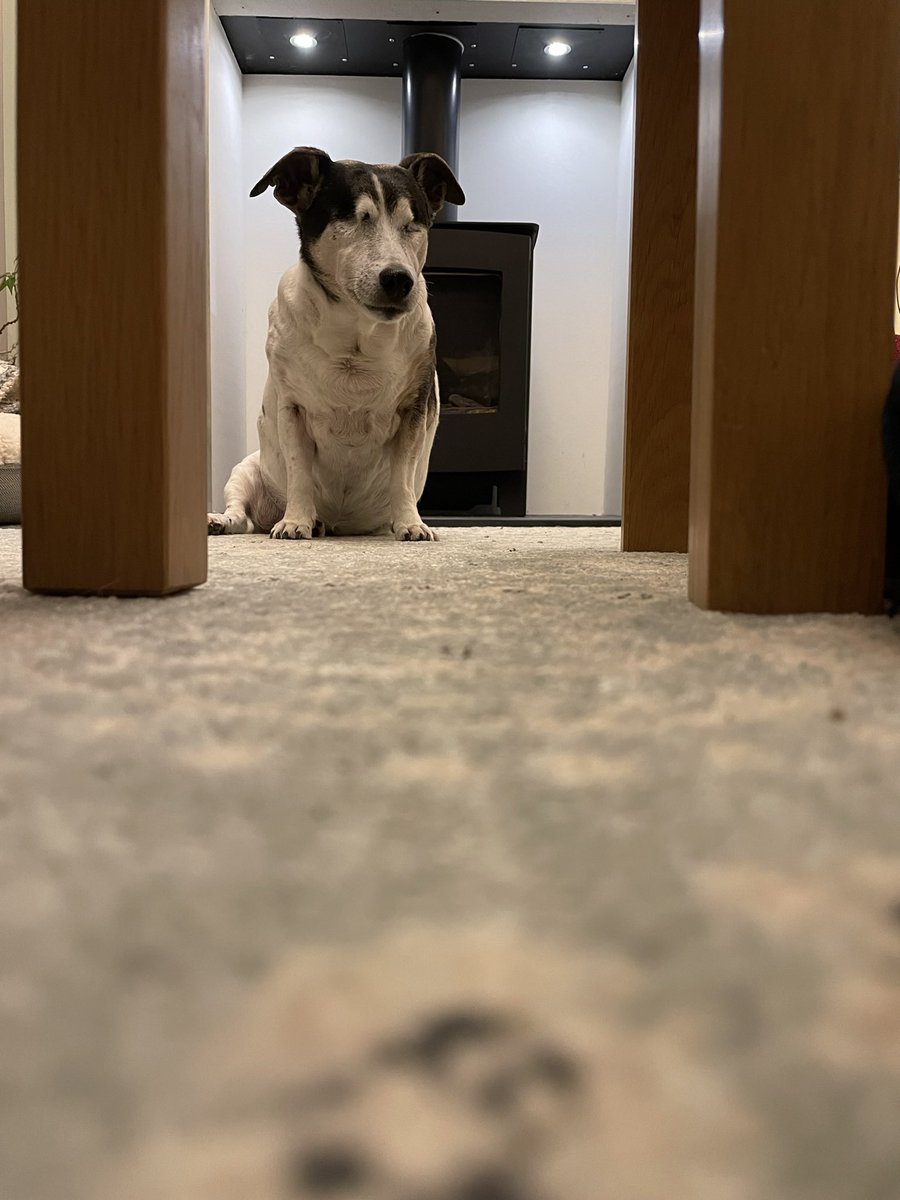 Super sad to say goodbye to this beautiful girl today. She will be missed a lot, 16 nearly 17 years old, had the best life you could give a dog. Roxy spent a large part of her life with my dad which was a blessing and a companion he never knew he needed. 
RIP my beautiful girl ❤️