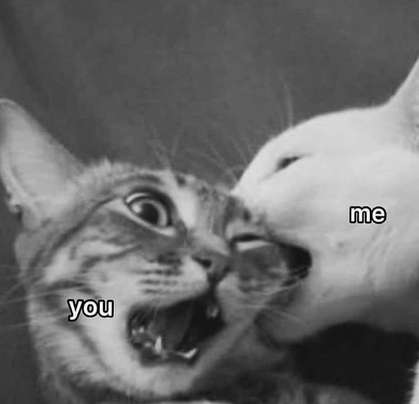 BestOfMeow's tweet photo. https://t.co/n4VJ1w0UR1