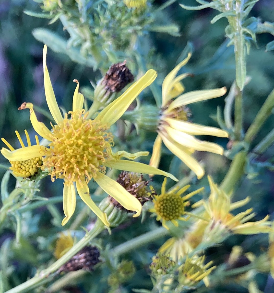 Steve Coates tweet media