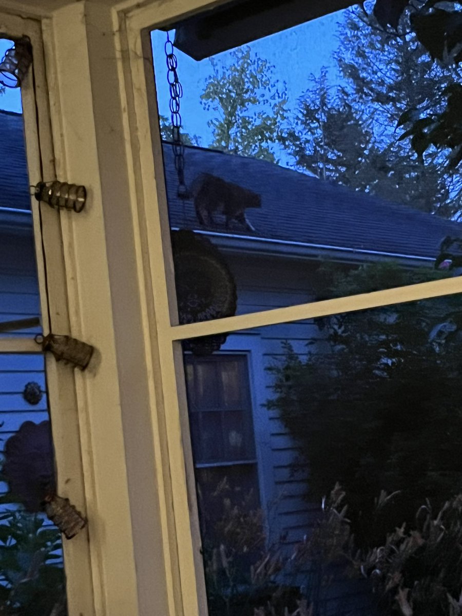 Remembering the time that I was housesitting and the indoor cat got out and I couldn’t find her when this happened