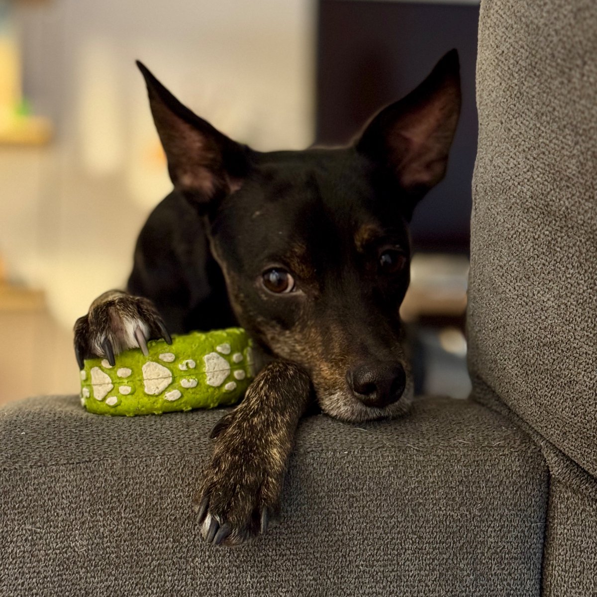 Tengo un perro influencer.

Y embaucador.