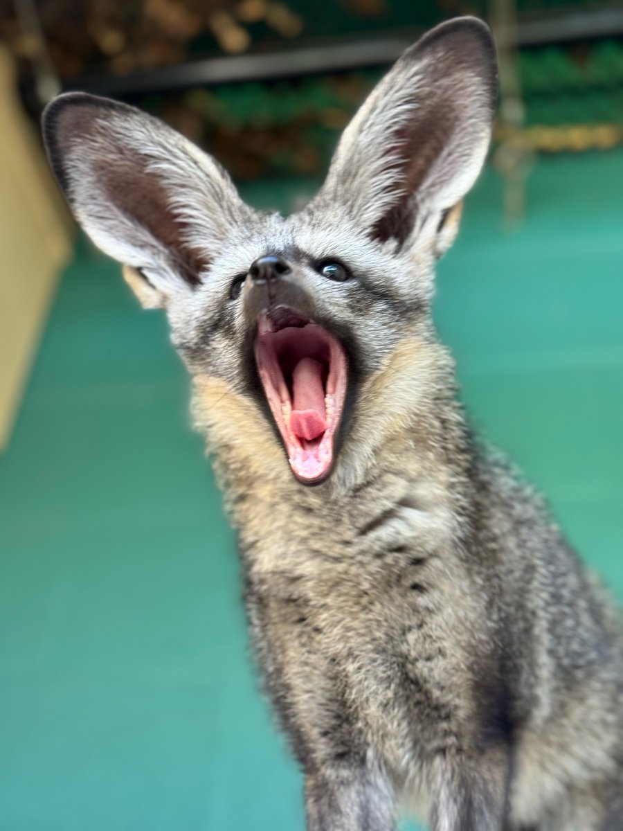 Cincinnati Zoo tweet media